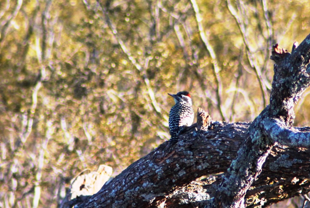 Foto Carpintero Bataraz Chico
