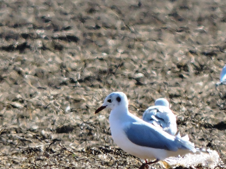 Foto Gaviota Capucho Café