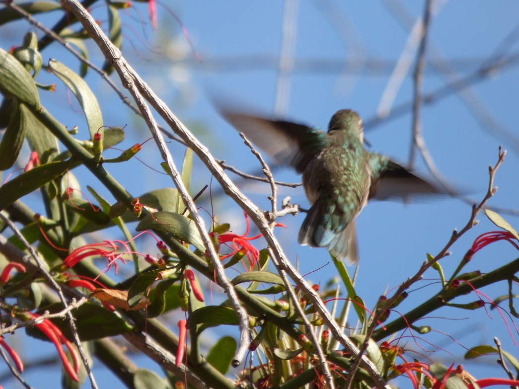 Foto Picaflor Vientre Blanco