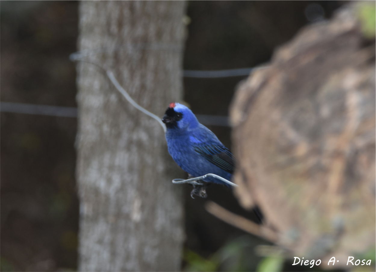 Foto Frutero Azul