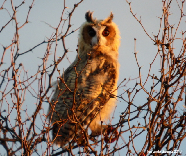 Foto Lechuzón Orejudo