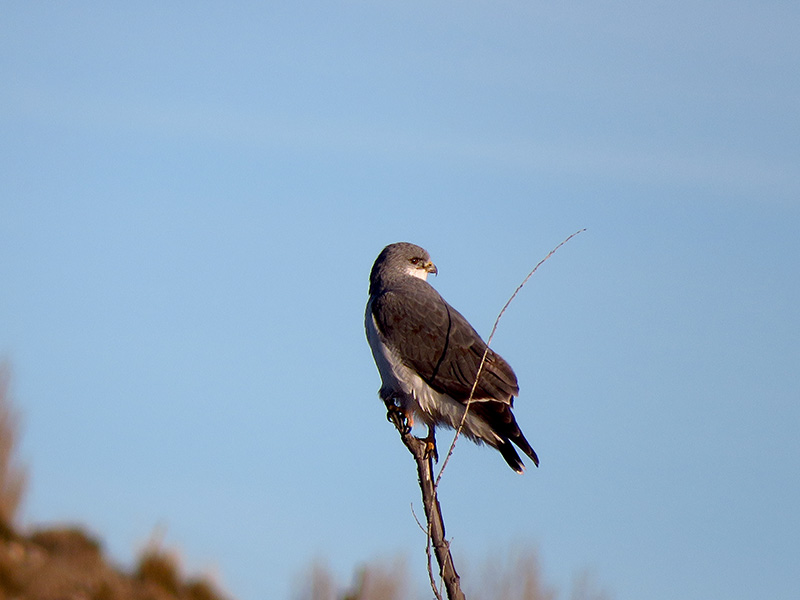 Foto Aguilucho Común