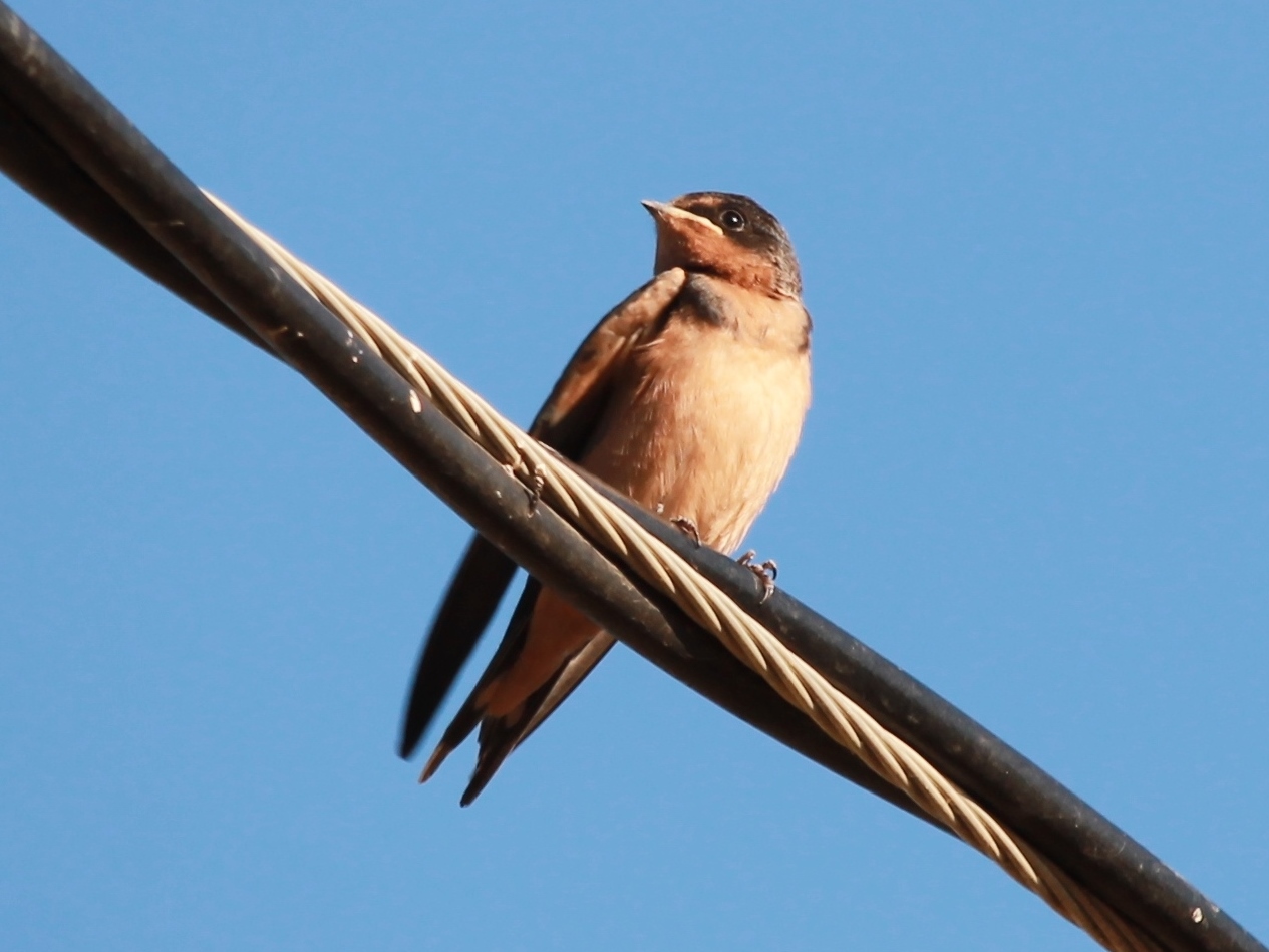 Foto Golondrina Tijerita