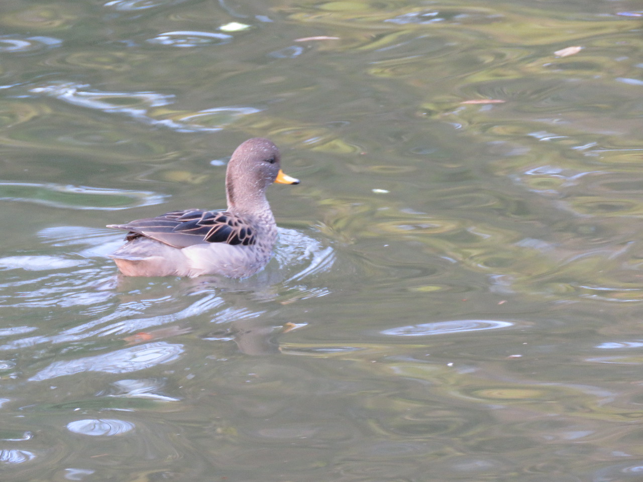 Foto Pato Barcino