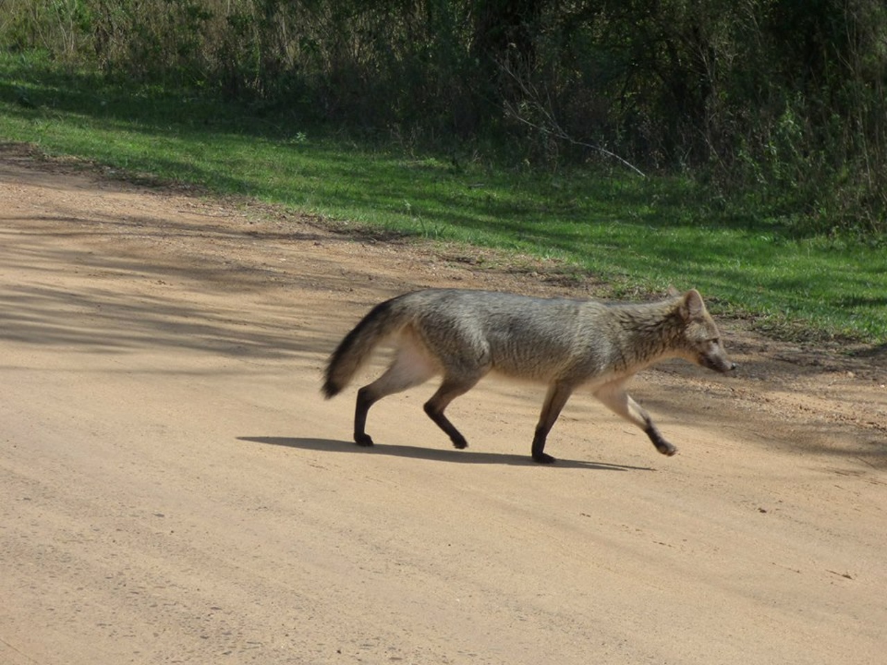 Foto Zorro de Monte