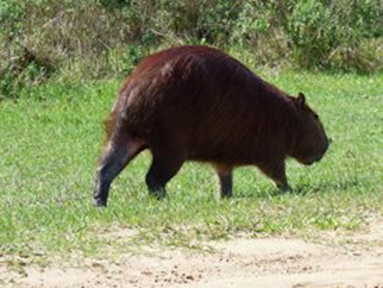 Foto Carpincho