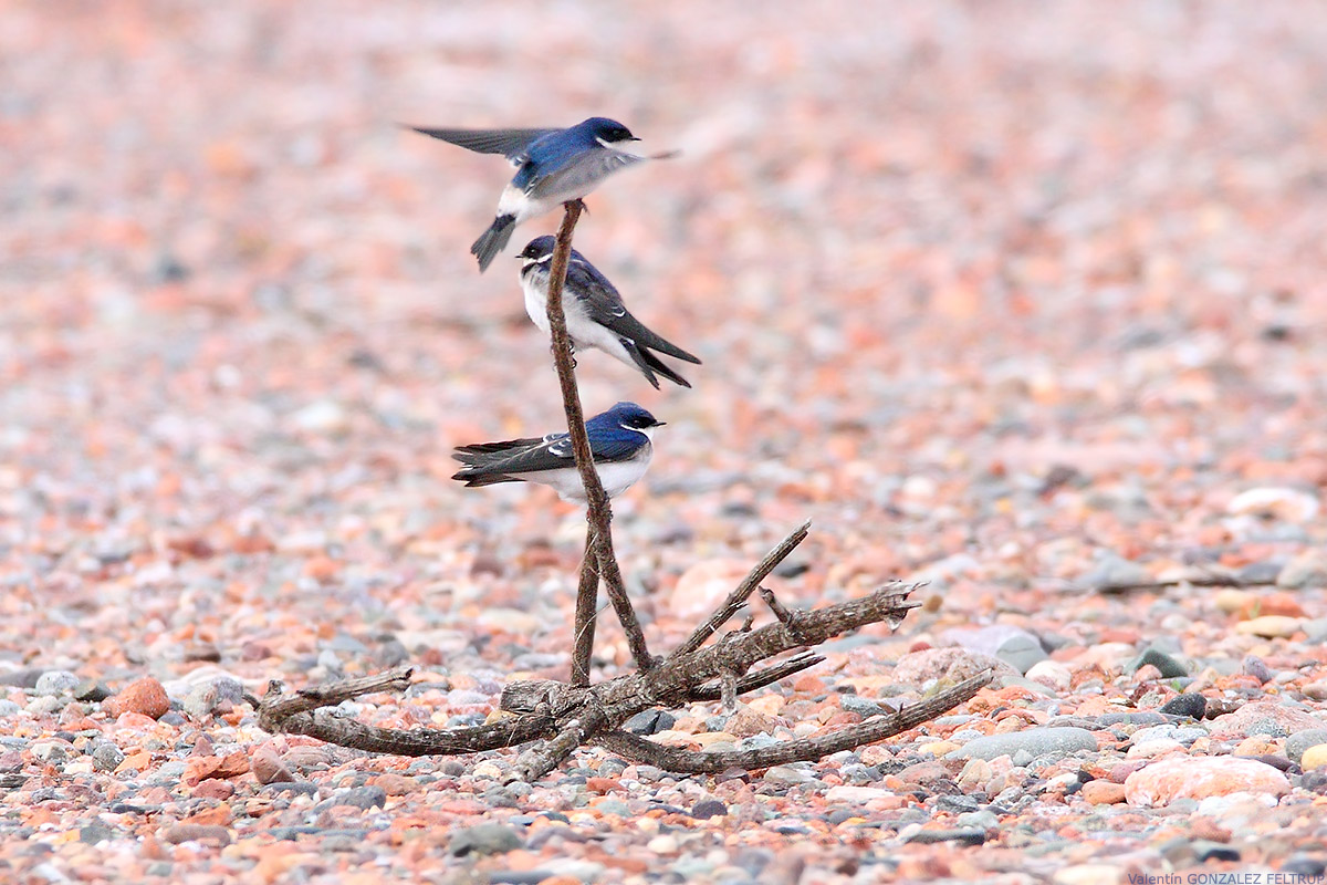 Foto Golondrina Patagónica