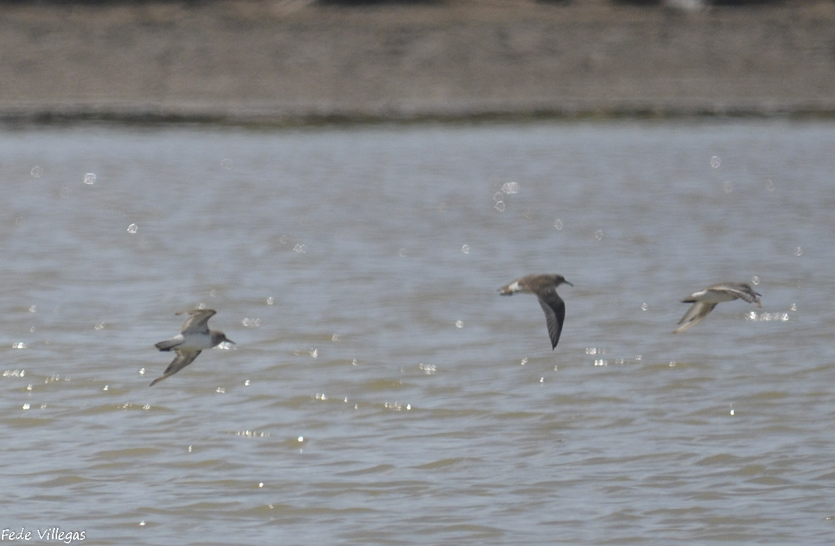 Foto Playerito Rabadilla Blanca