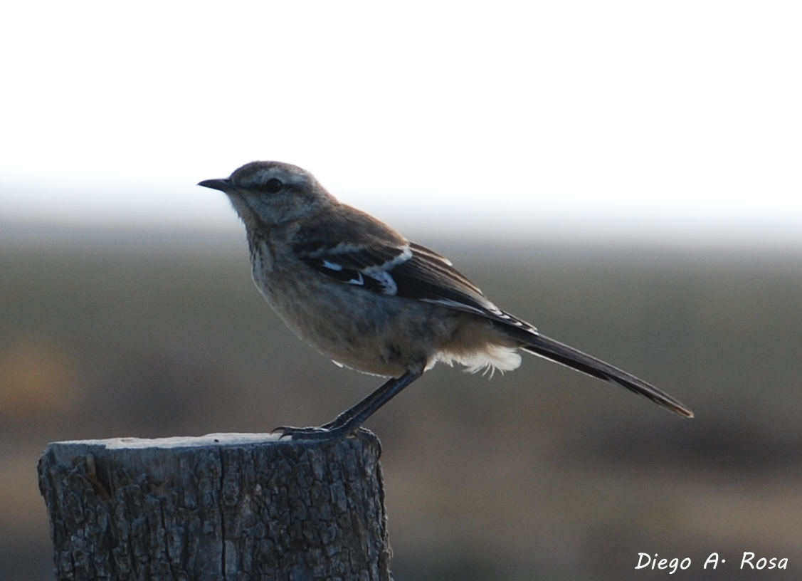 Foto Calandria Mora