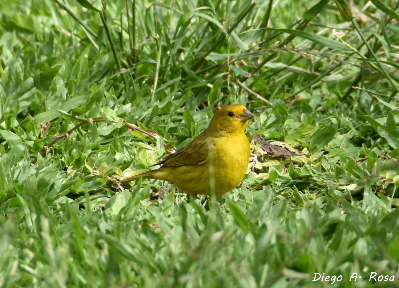 Foto Jilguero Dorado