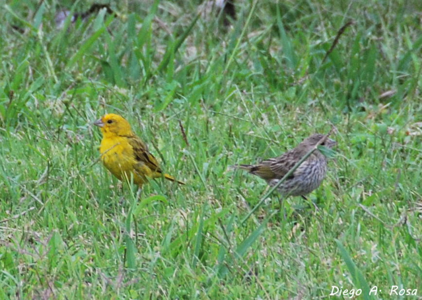 Foto Jilguero Dorado