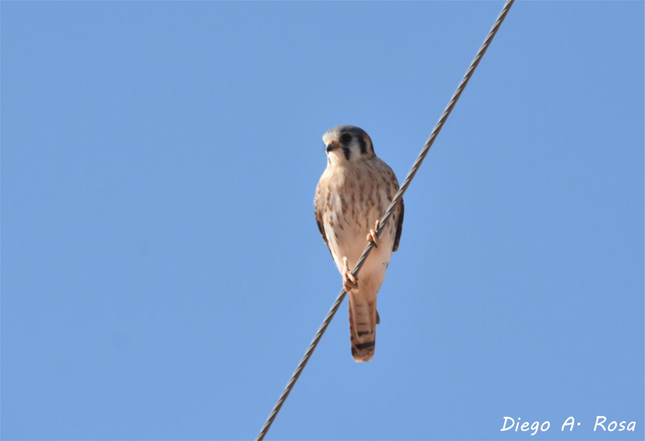 Foto Halconcito Colorado