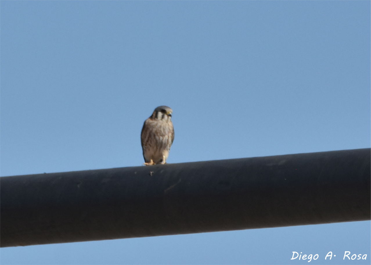 Foto Halconcito Colorado