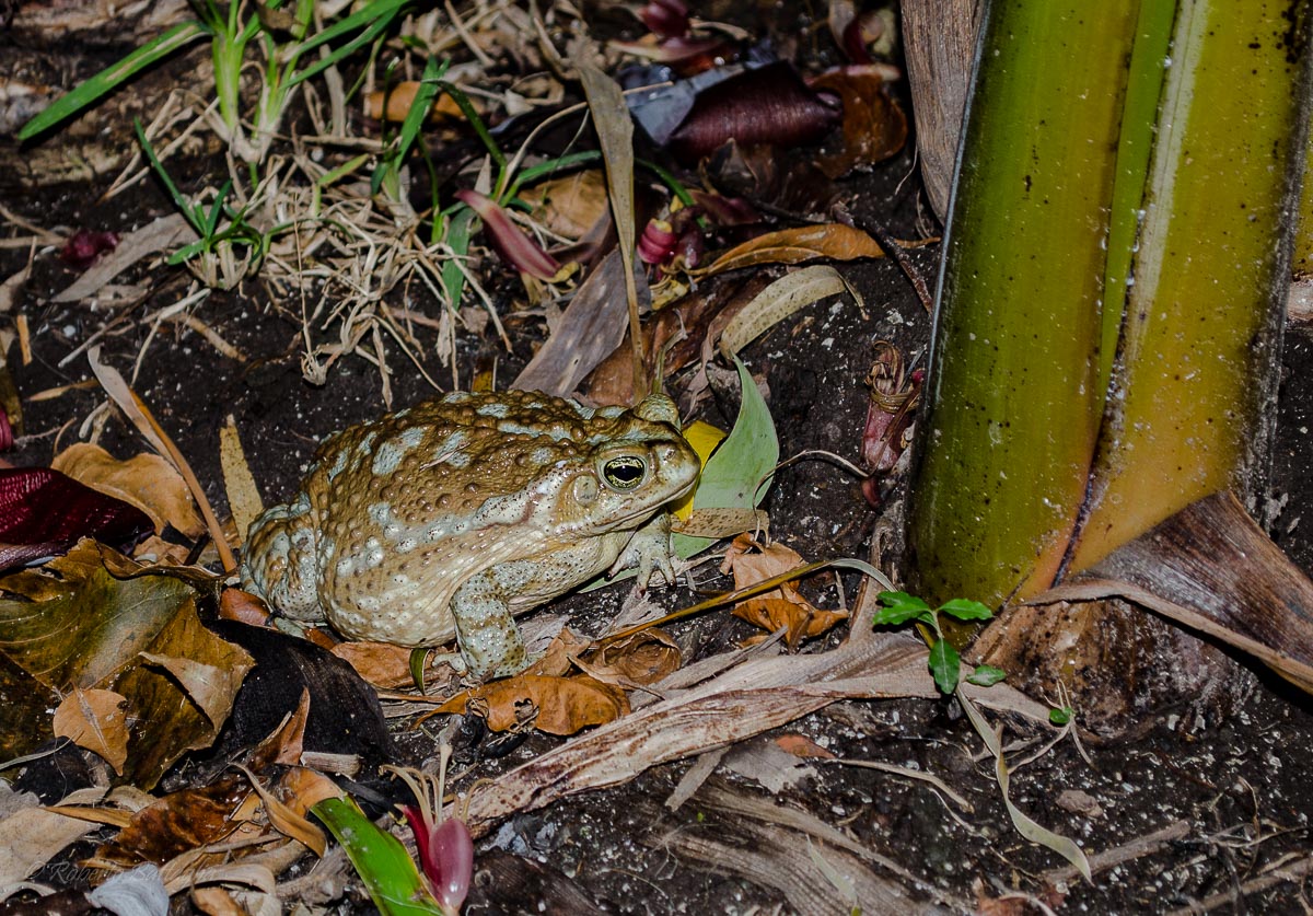 Photo Sapo Común