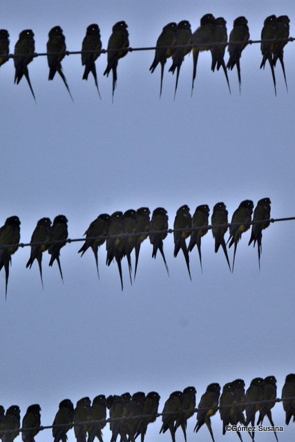 Foto Loro Barranquero