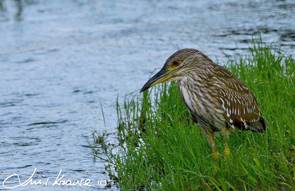Photo Garza Bruja