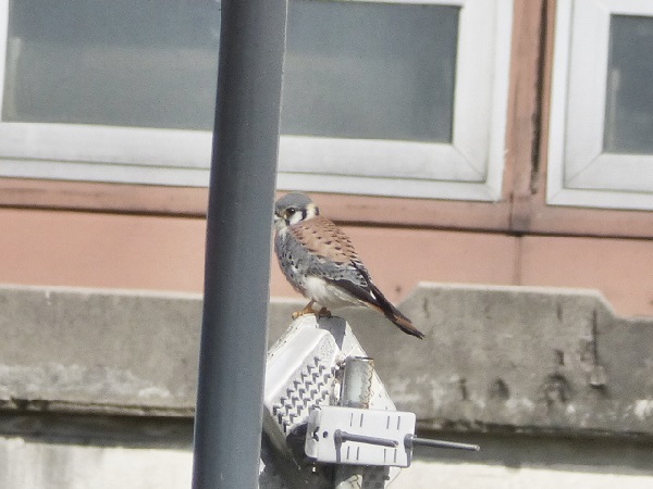 Photo Halconcito Colorado