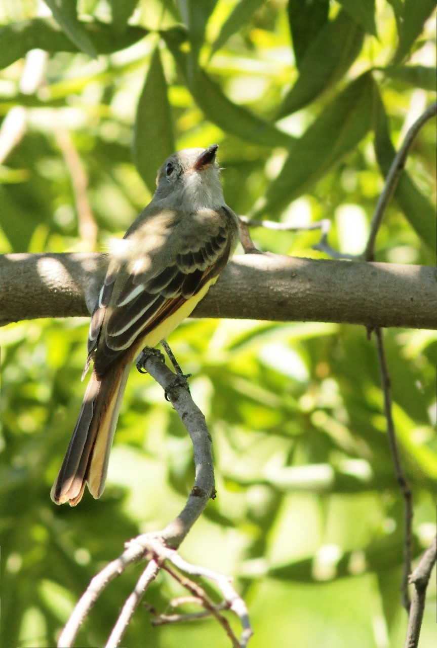 Foto Copetón Viajero