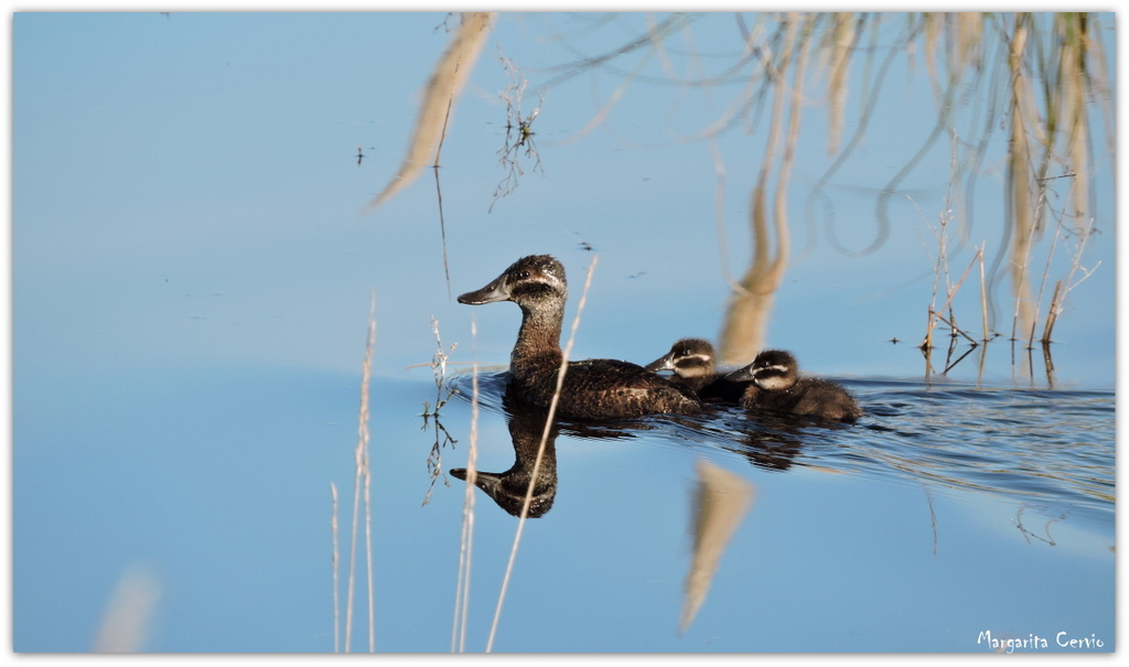Foto Pato Zambullidor Chico