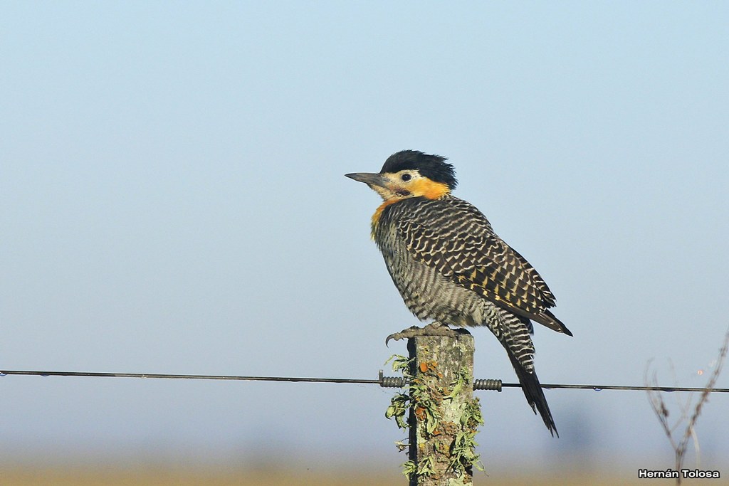 Foto Carpintero Campestre