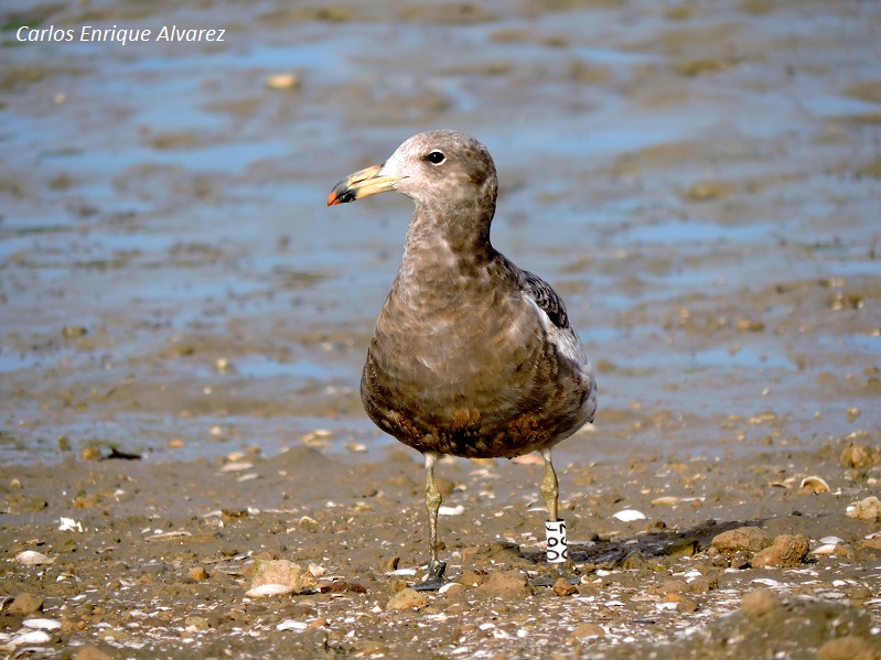 Photo Gaviota Cangrejera