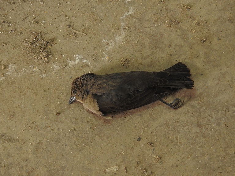 Foto Tordo Renegrido