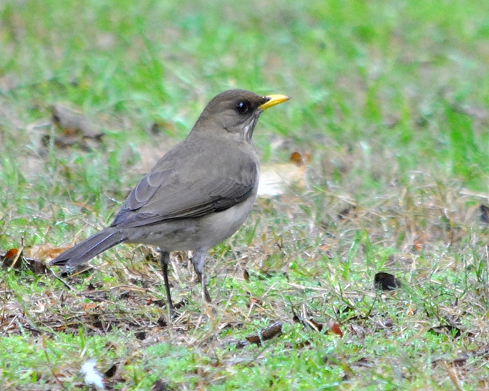 Foto Zorzal Chalchalero