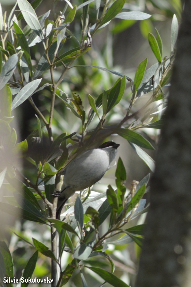 Photo Monterita Cabeza Negra