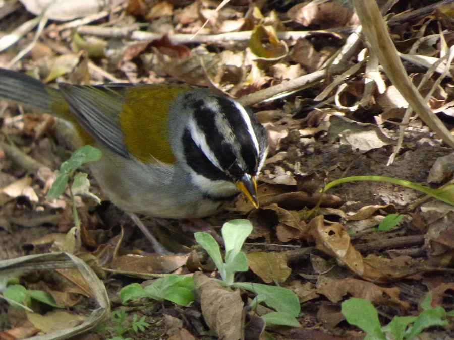 Foto Cerquero de Collar Yungueño