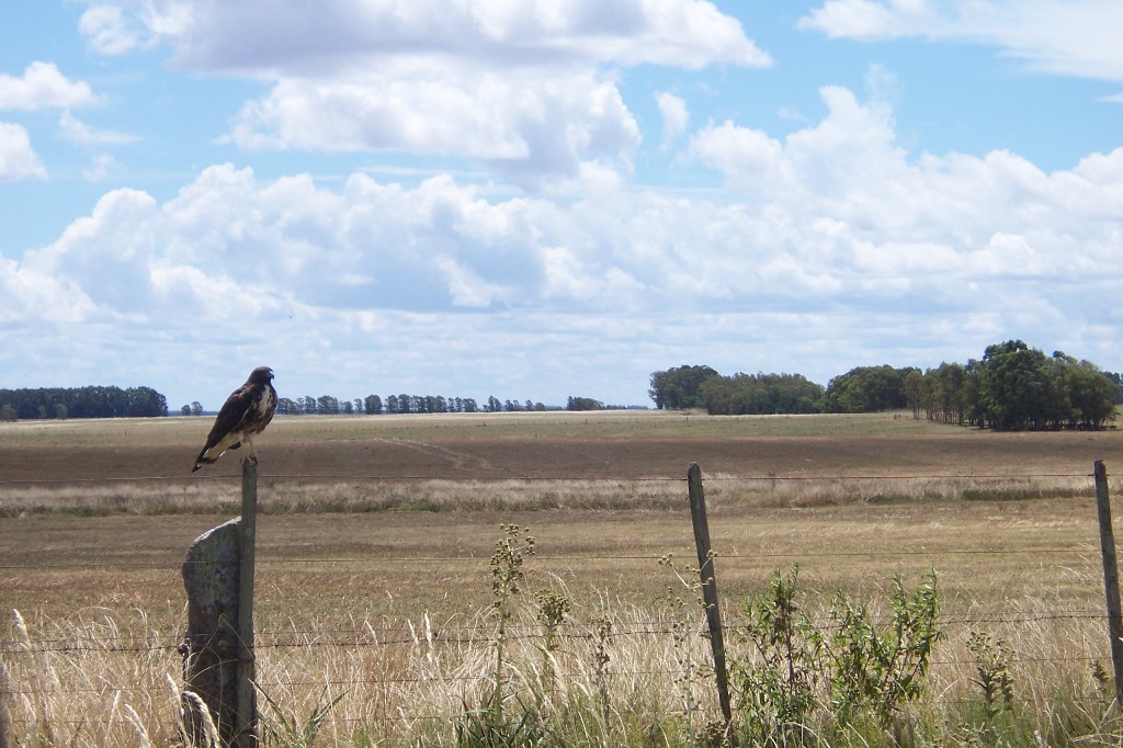 Foto Aguilucho Alas Largas