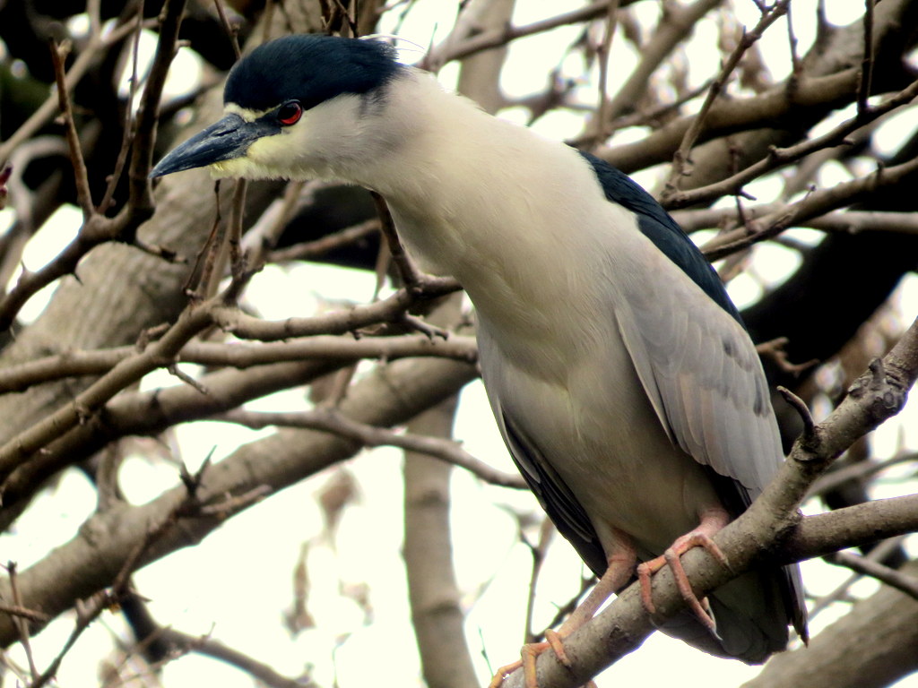Foto Garza Bruja