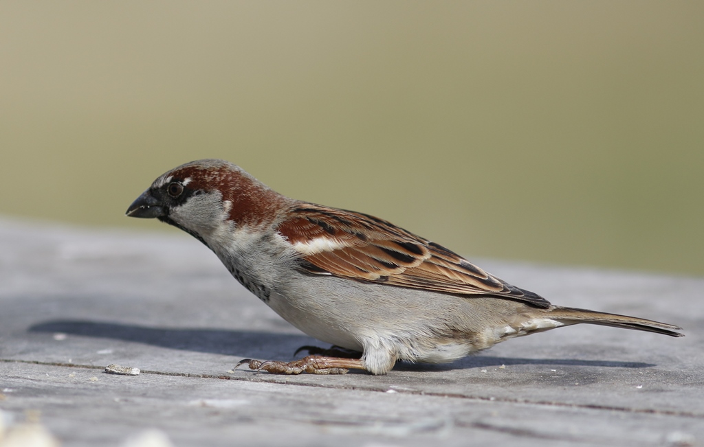 Foto Gorrión Común