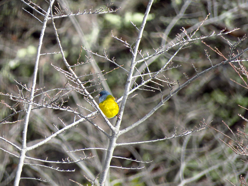Photo Comesebo Patagónico