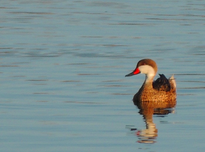 Photo Pato Gargantilla
