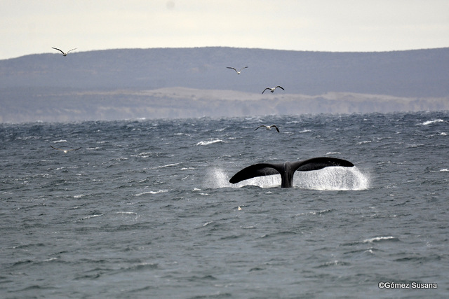 Photo Ballena Franca Austral