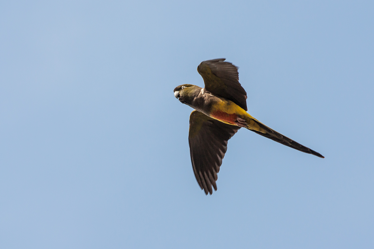 Foto Loro Barranquero