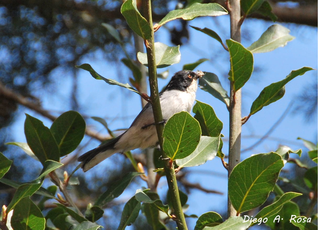 Foto Monterita Cabeza Negra