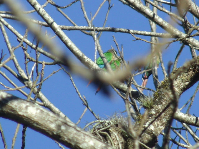 Foto Chiripepé Cabeza Parda