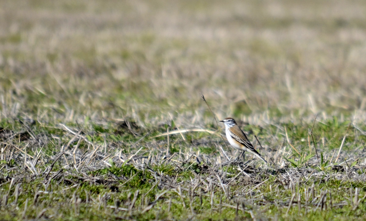 Foto Monjita Castaña