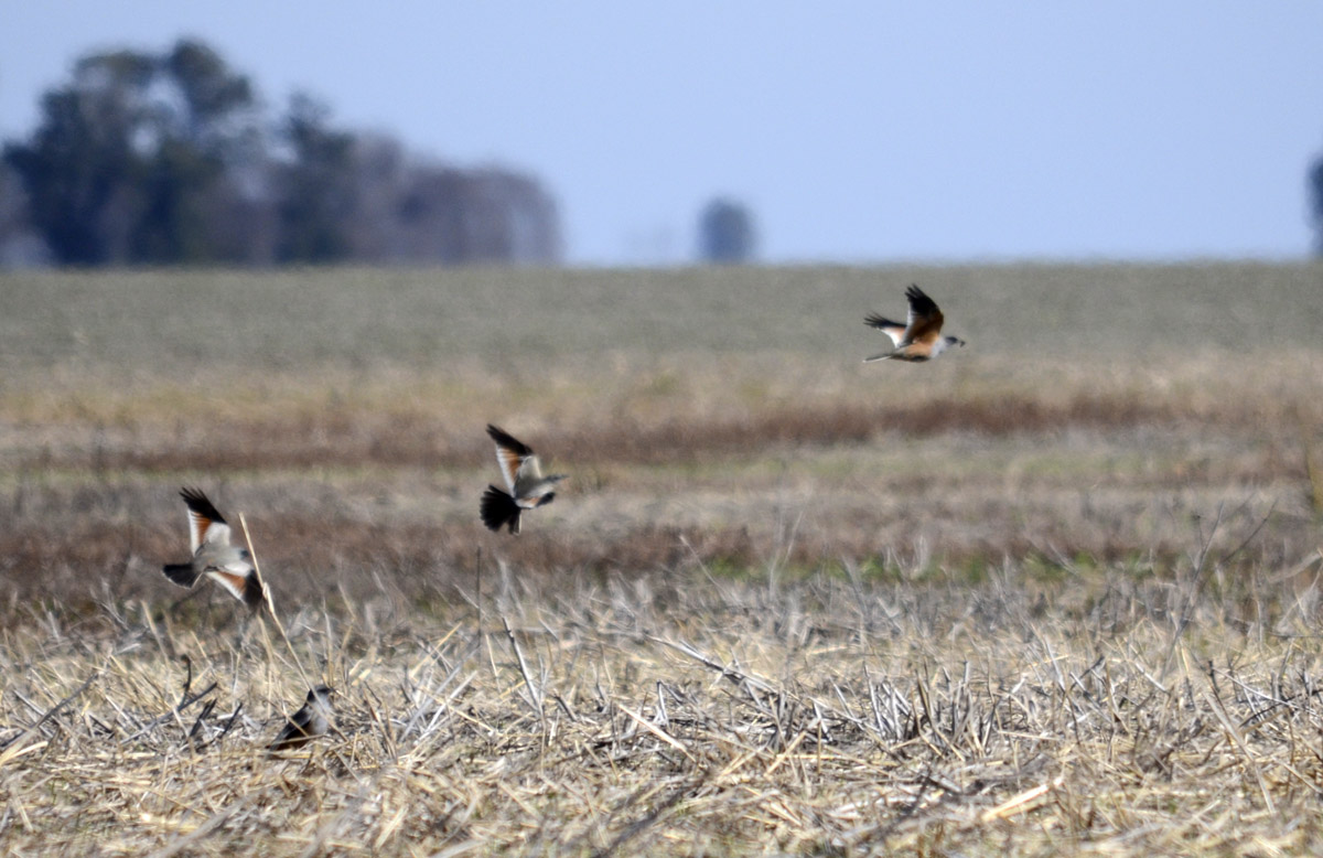 Foto Monjita Chocolate