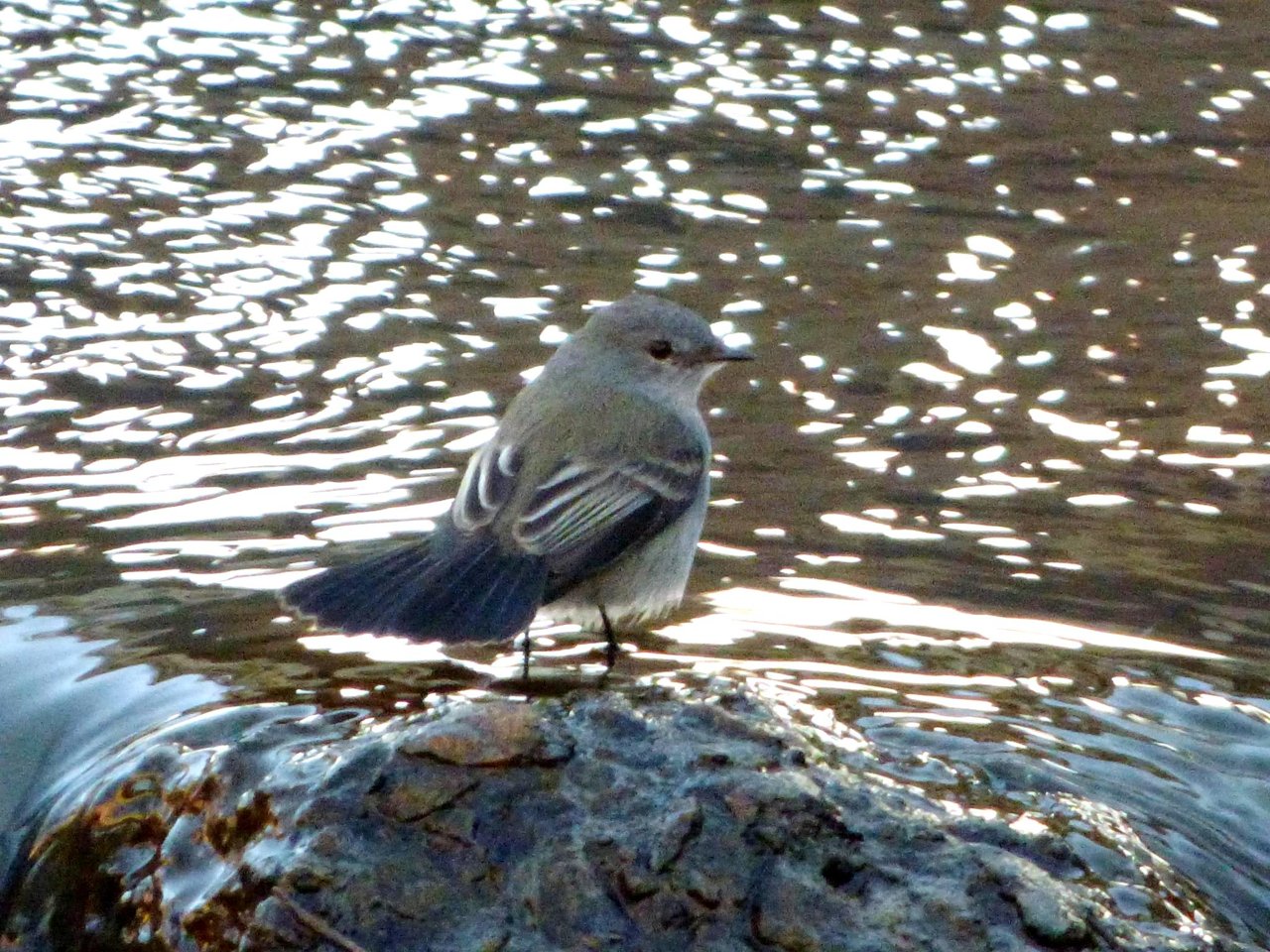 Foto Piojito Gris
