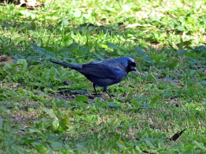 Photo Frutero Azul