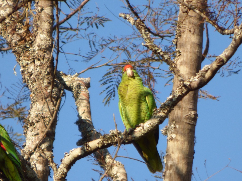 Foto Loro Alisero