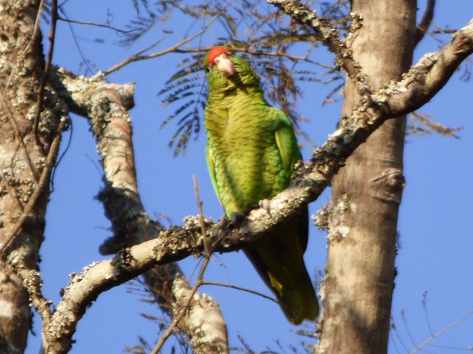 Foto Loro Alisero