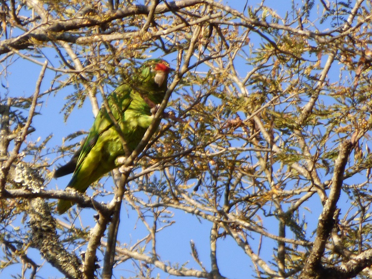 Foto Loro Alisero
