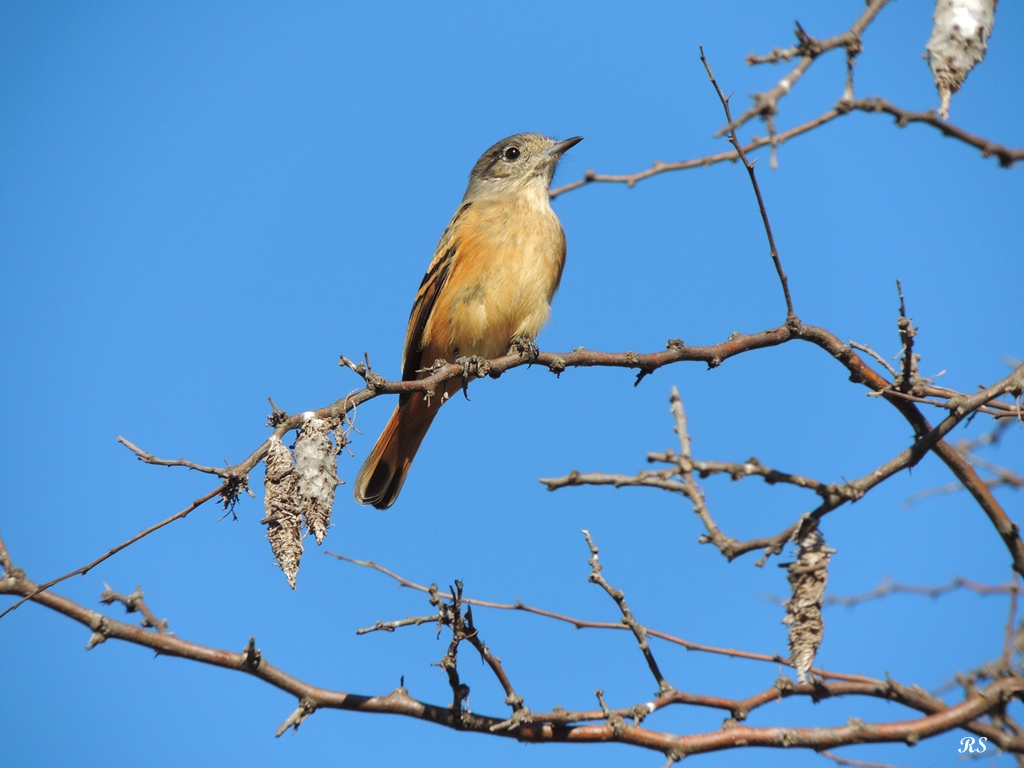 Photo Viudita Común