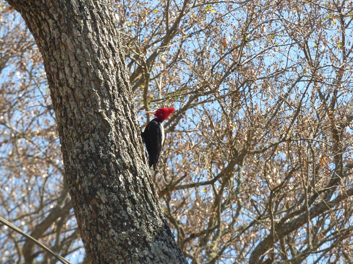 Foto Carpintero Lomo Blanco