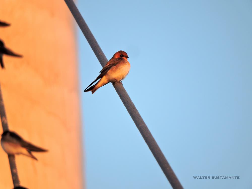 Foto Golondrina Cabeza Rojiza