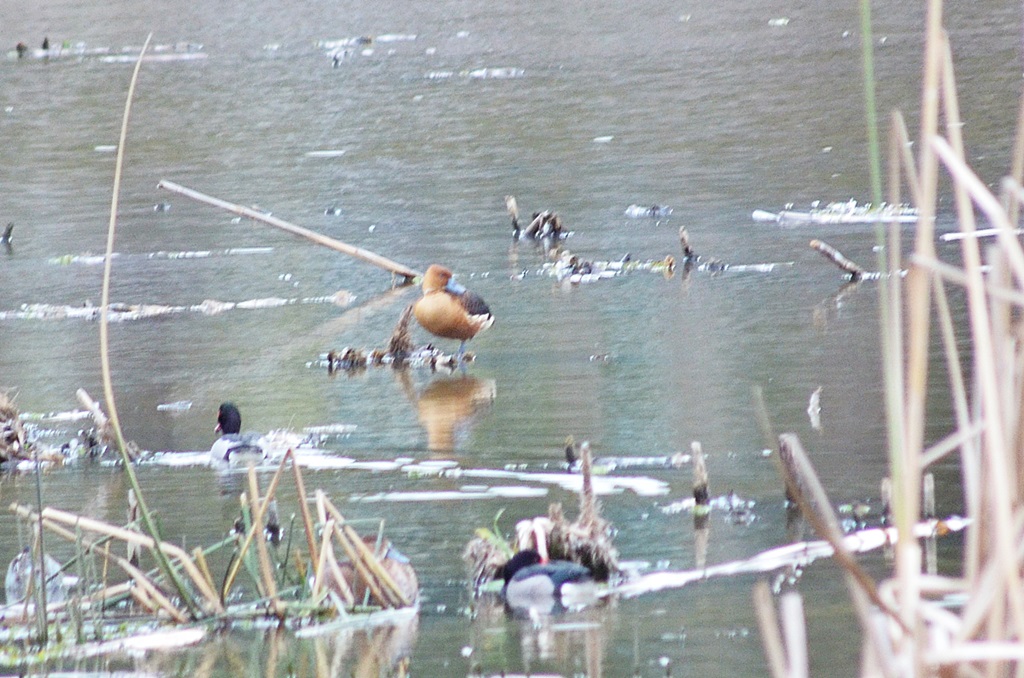 Photo Sirirí Colorado