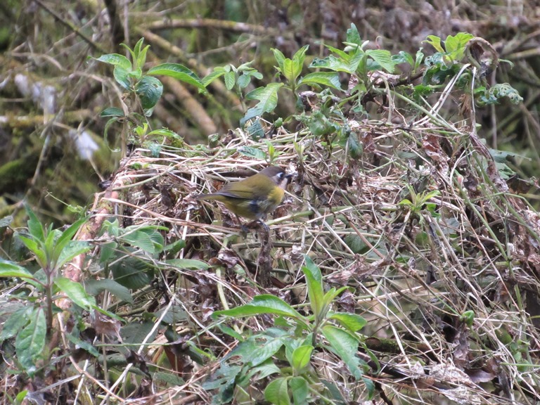 Photo Frutero Yungueño